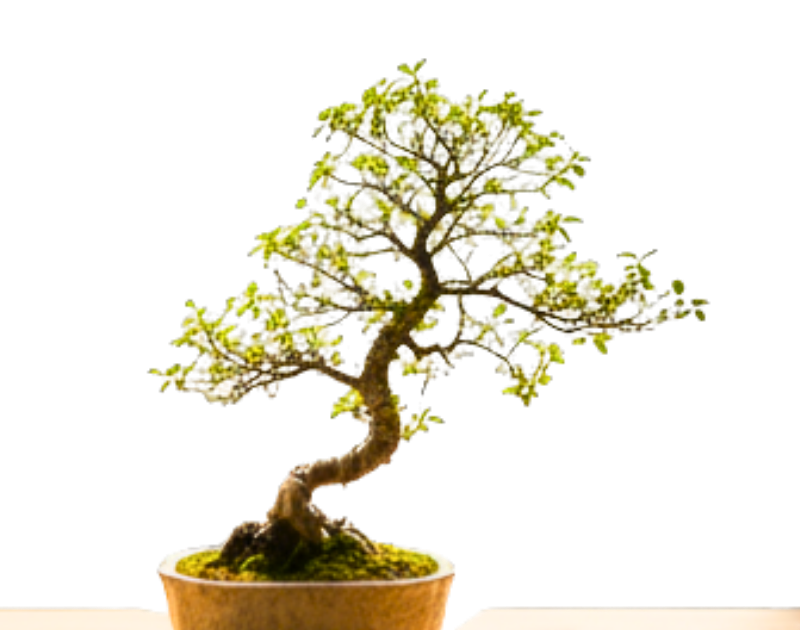 Imagem para Seção Nossa Filosofia Sobre a Kirei